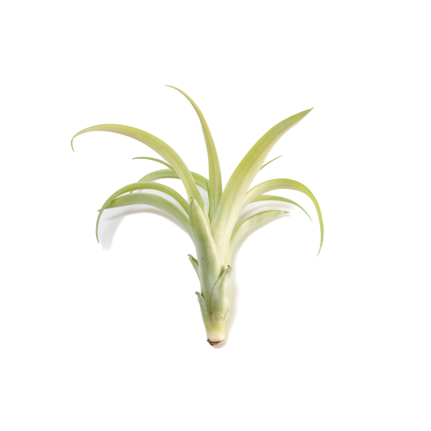 Tillandsia Flabellata Air Plants
