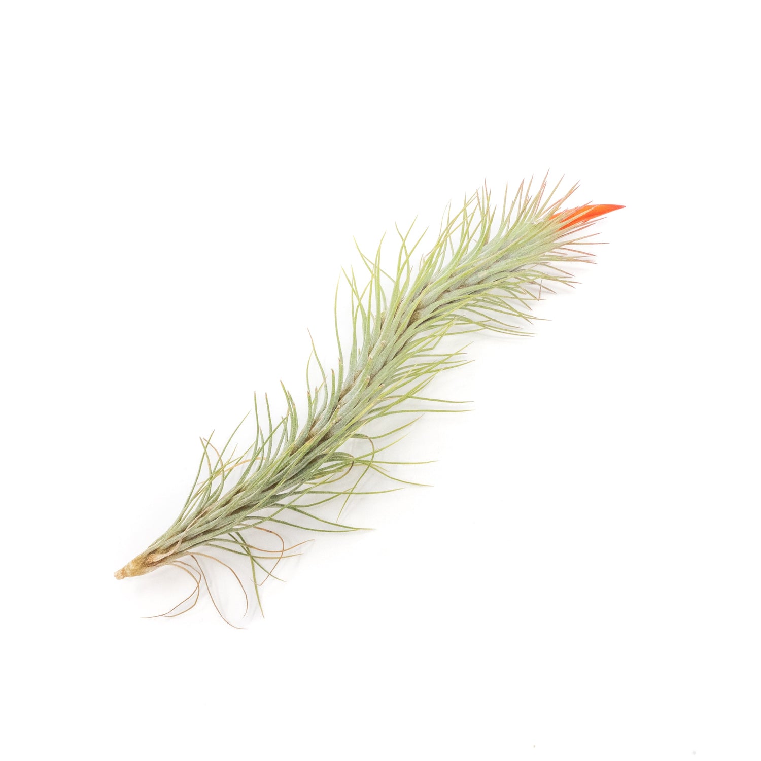 Tillandsia Funckiana Air Plants