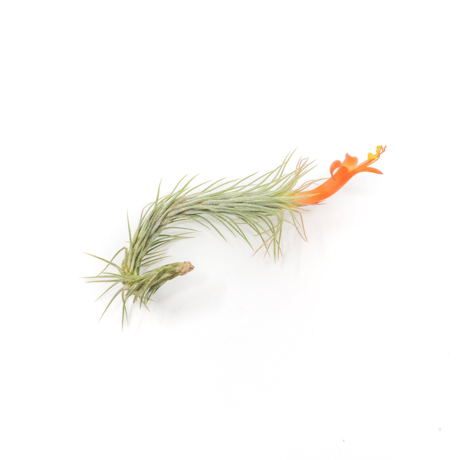 Tillandsia Funckiana Air Plants