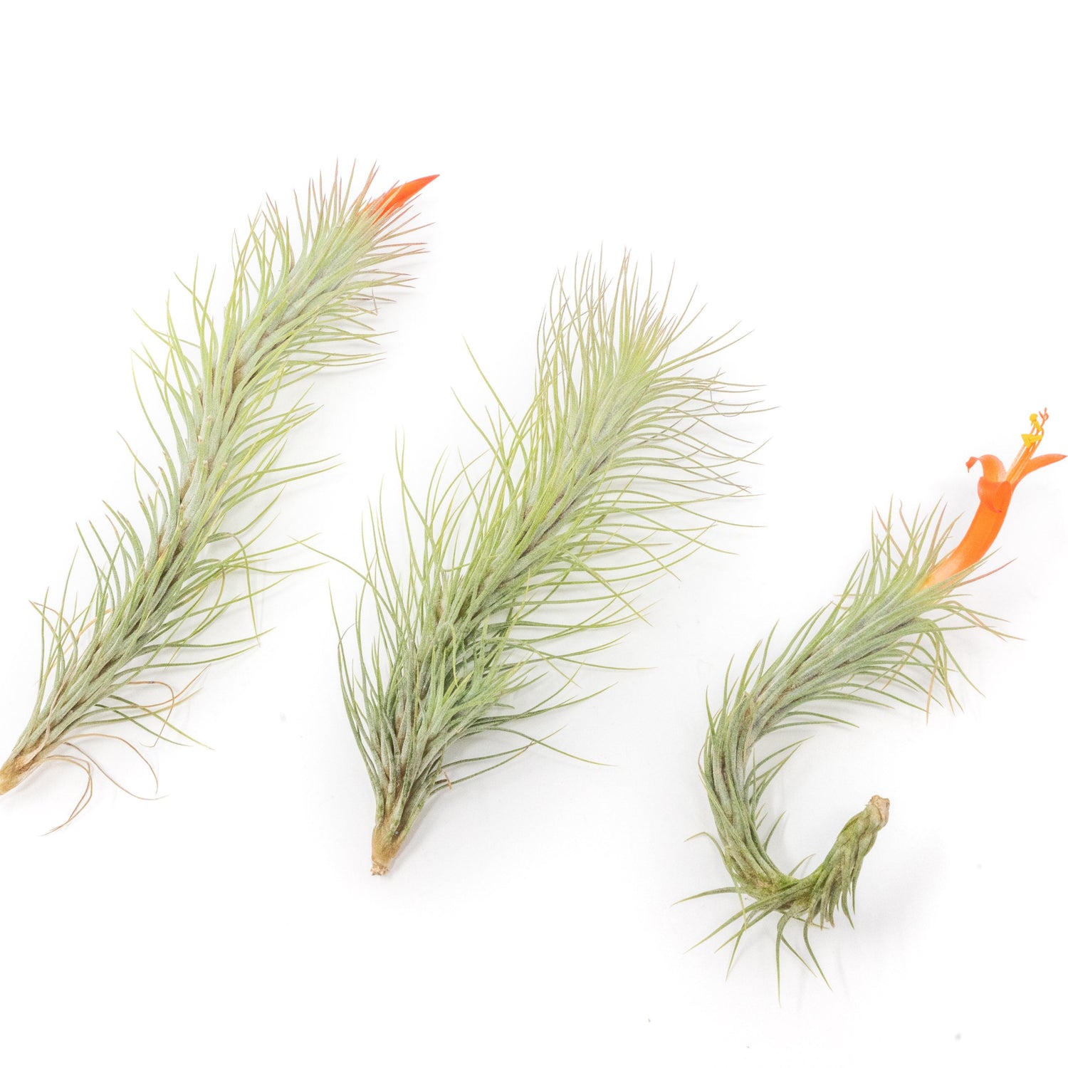 Tillandsia Funckiana Air Plants