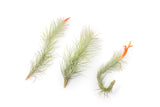 Tillandsia Funckiana Air Plants