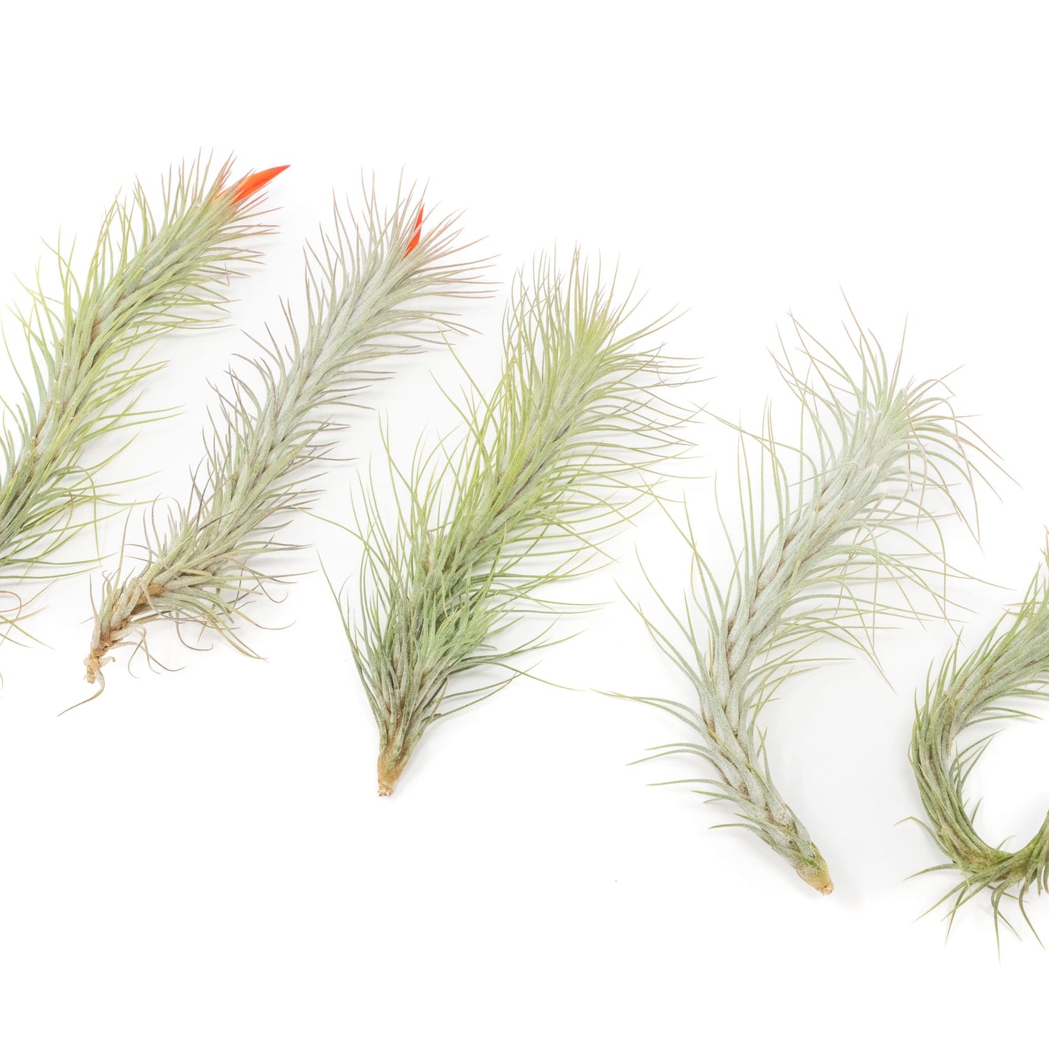Tillandsia Funckiana Air Plants