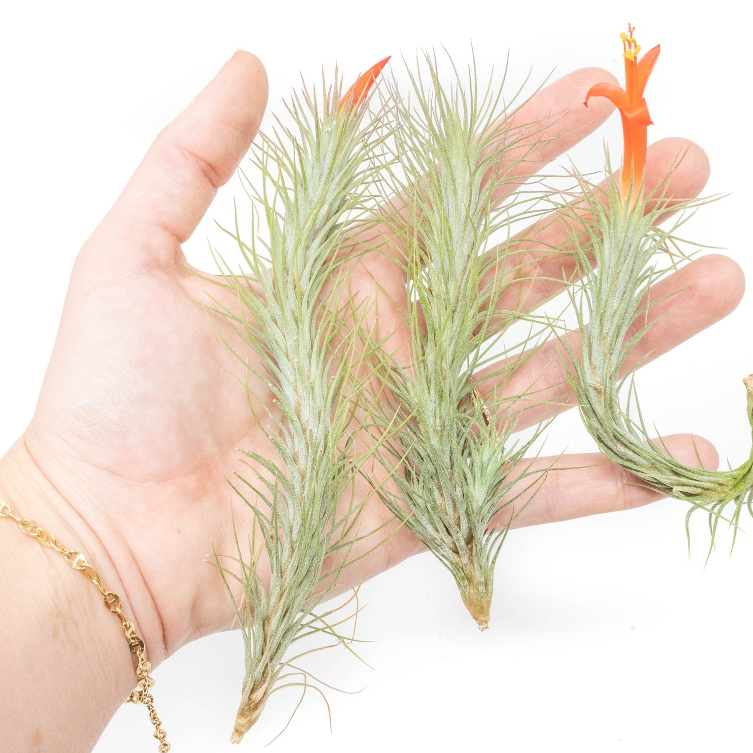 Tillandsia Funckiana Air Plants