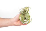 White Geometric Ceramic Container with Assorted Tillandsia Air Plant