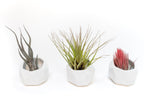 Trio of White Geometric Ceramic Containers with Custom Tillandsia Air Plants