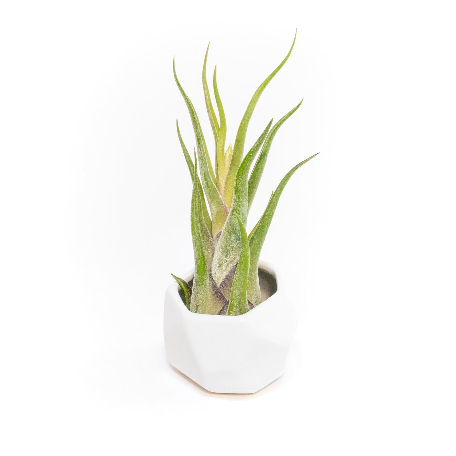 White Geometric Ceramic Container with Assorted Tillandsia Air Plant