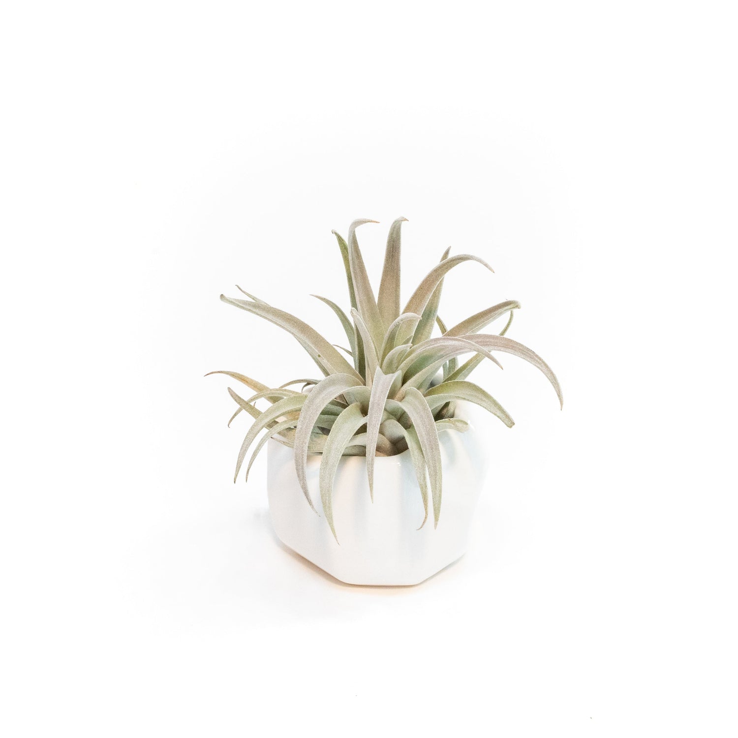 White Geometric Ceramic Container with Assorted Tillandsia Air Plant