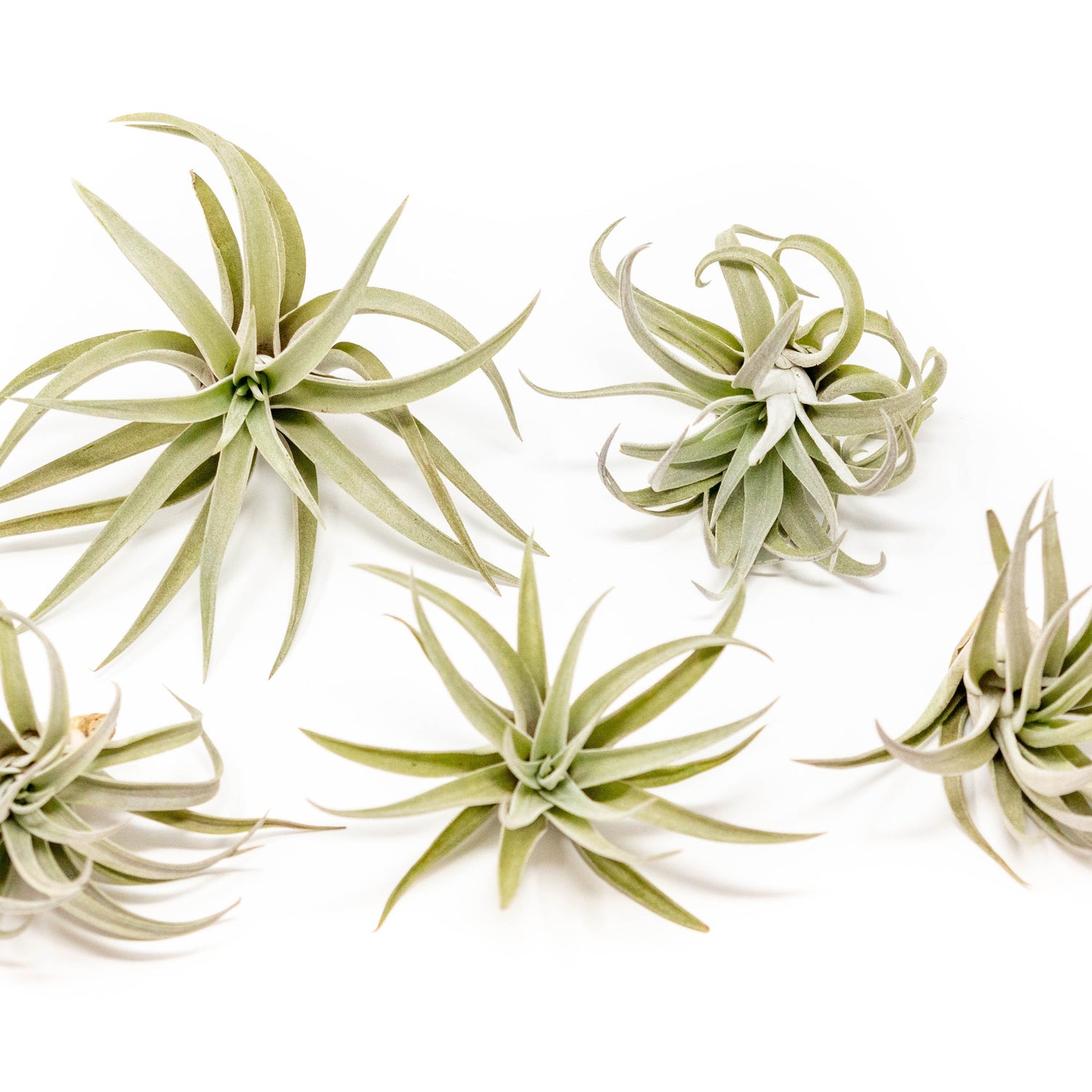 Tillandsia Harrisii Air Plants