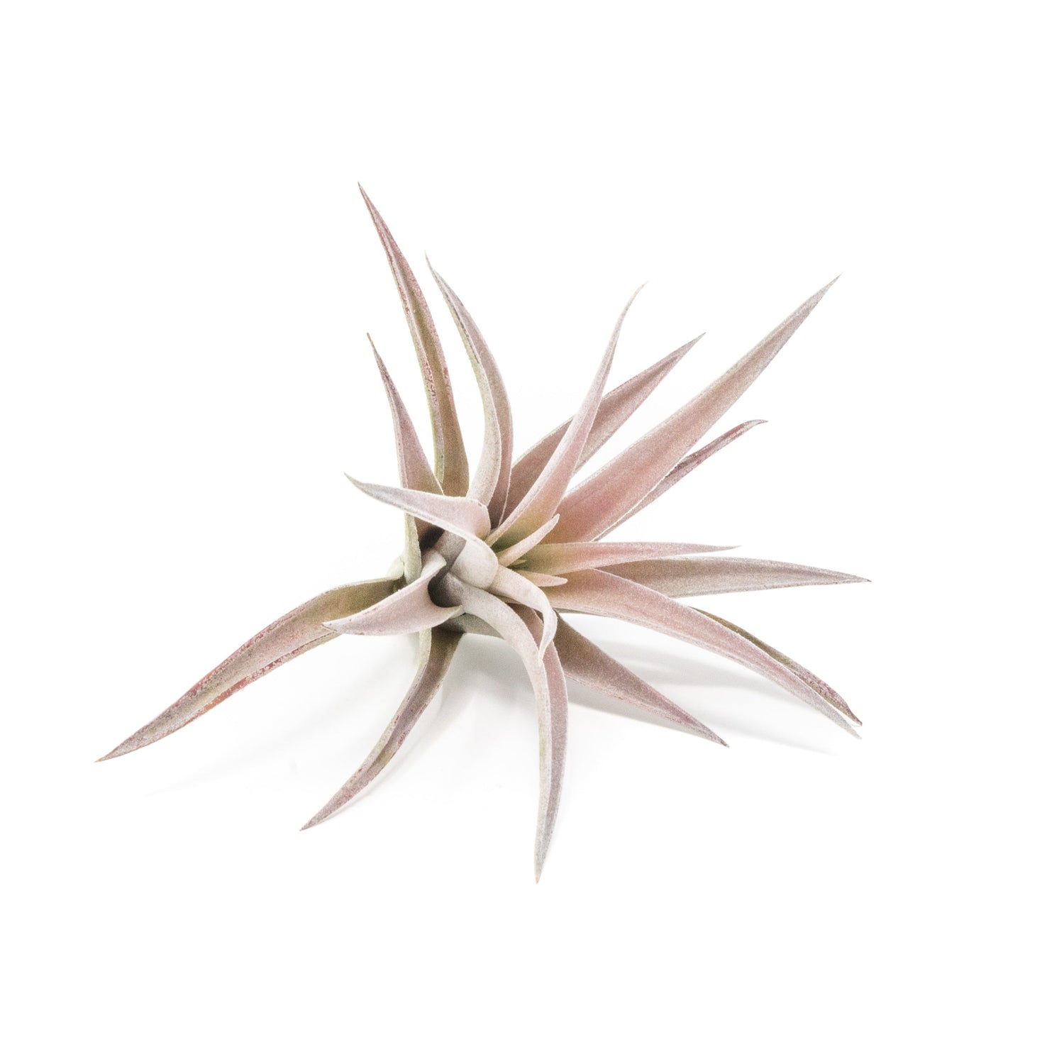 SALE - The Elegant Collection of Tillandsia Air Plants - Set of 10, 20, or 30 - 60% Off