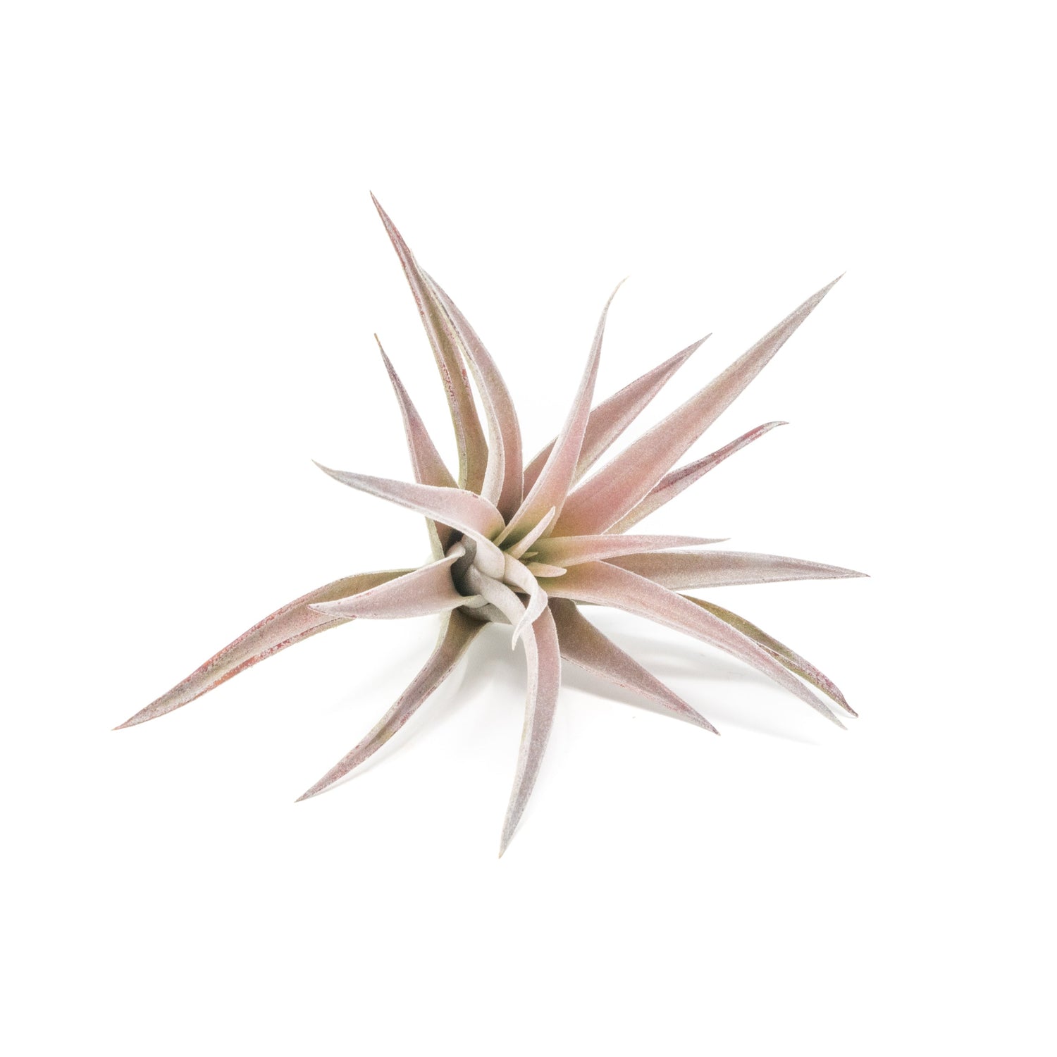Tillandsia Harrisii Air Plants