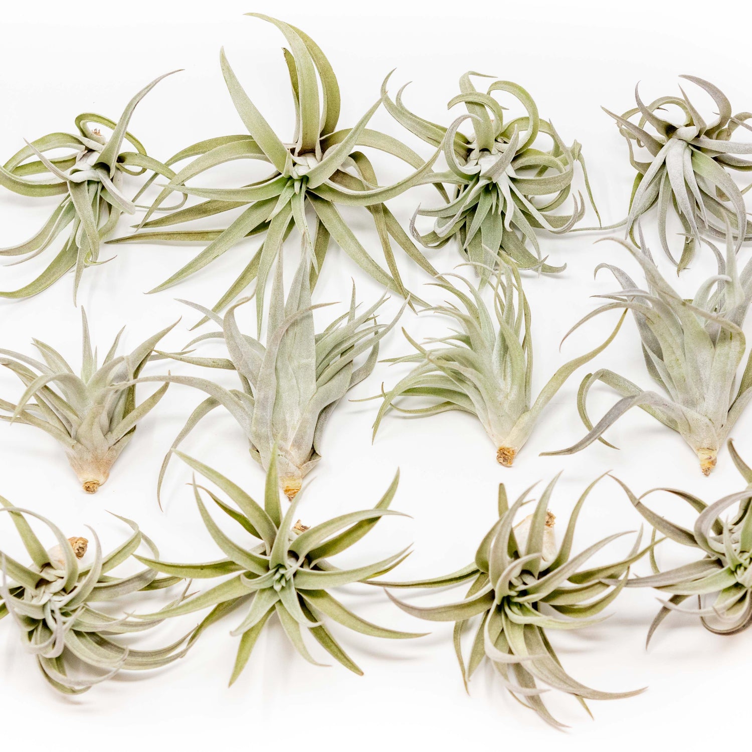 Tillandsia Harrisii Air Plants
