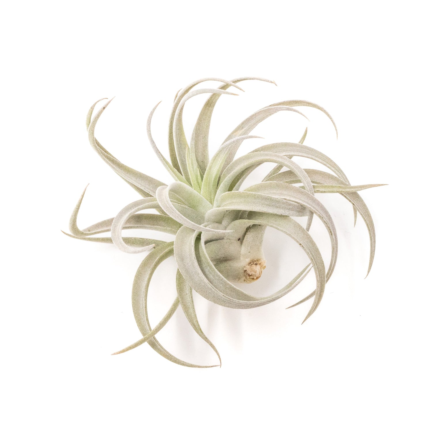 Tillandsia Harrisii Air Plants