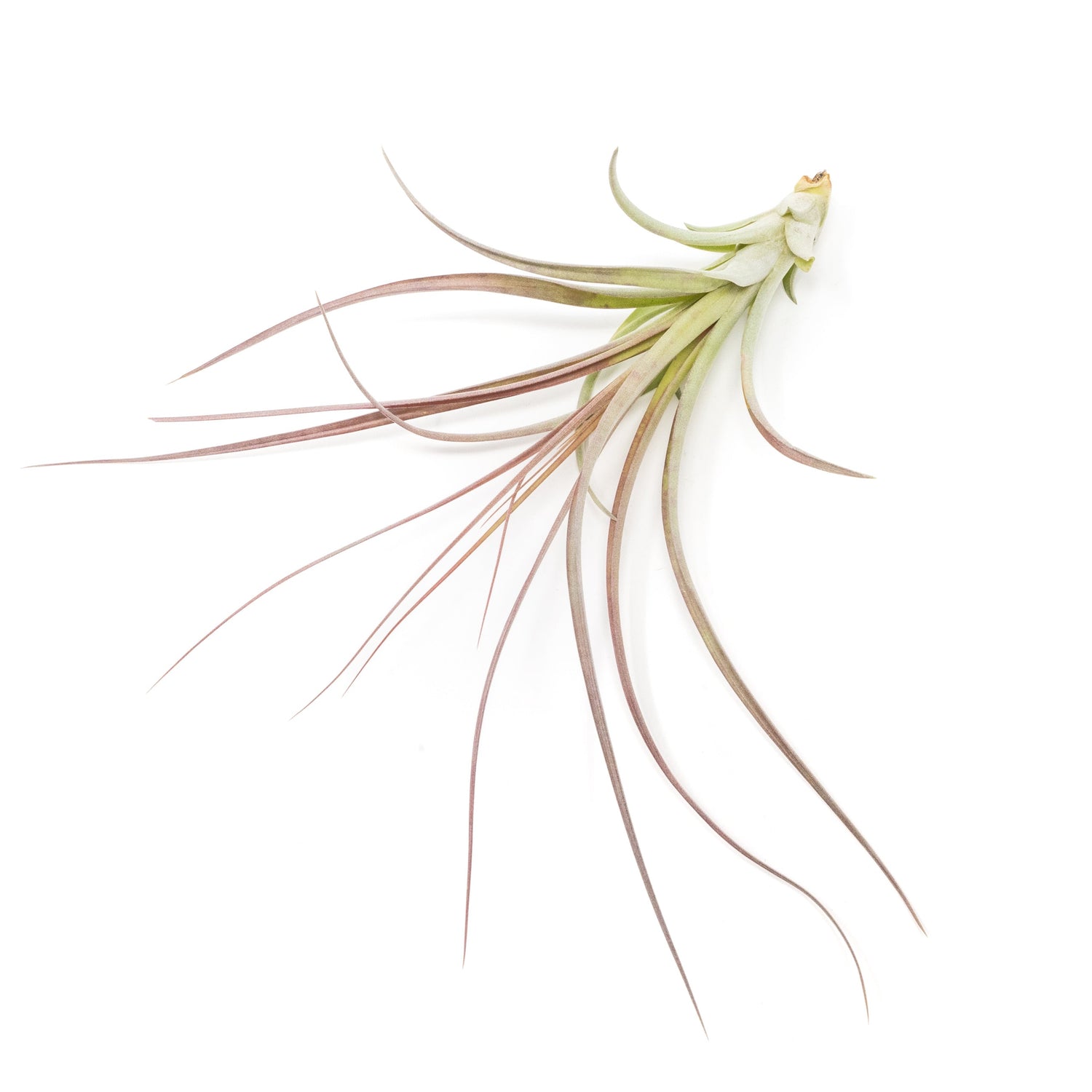Tillandsia Heather's Blush Air Plant