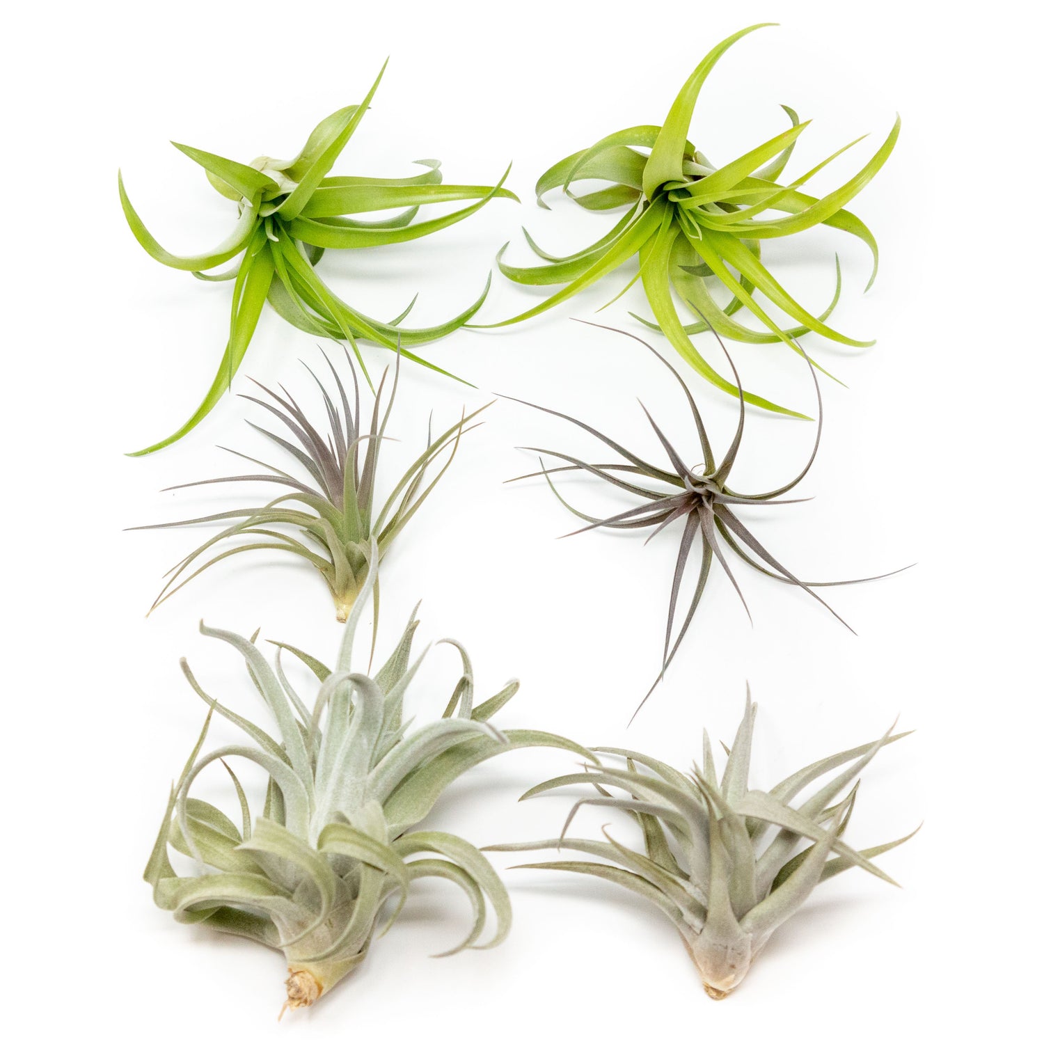 SALE - The Inca Collection of Tillandsia Air Plants - Sets of 9 or 18 - 30% Off