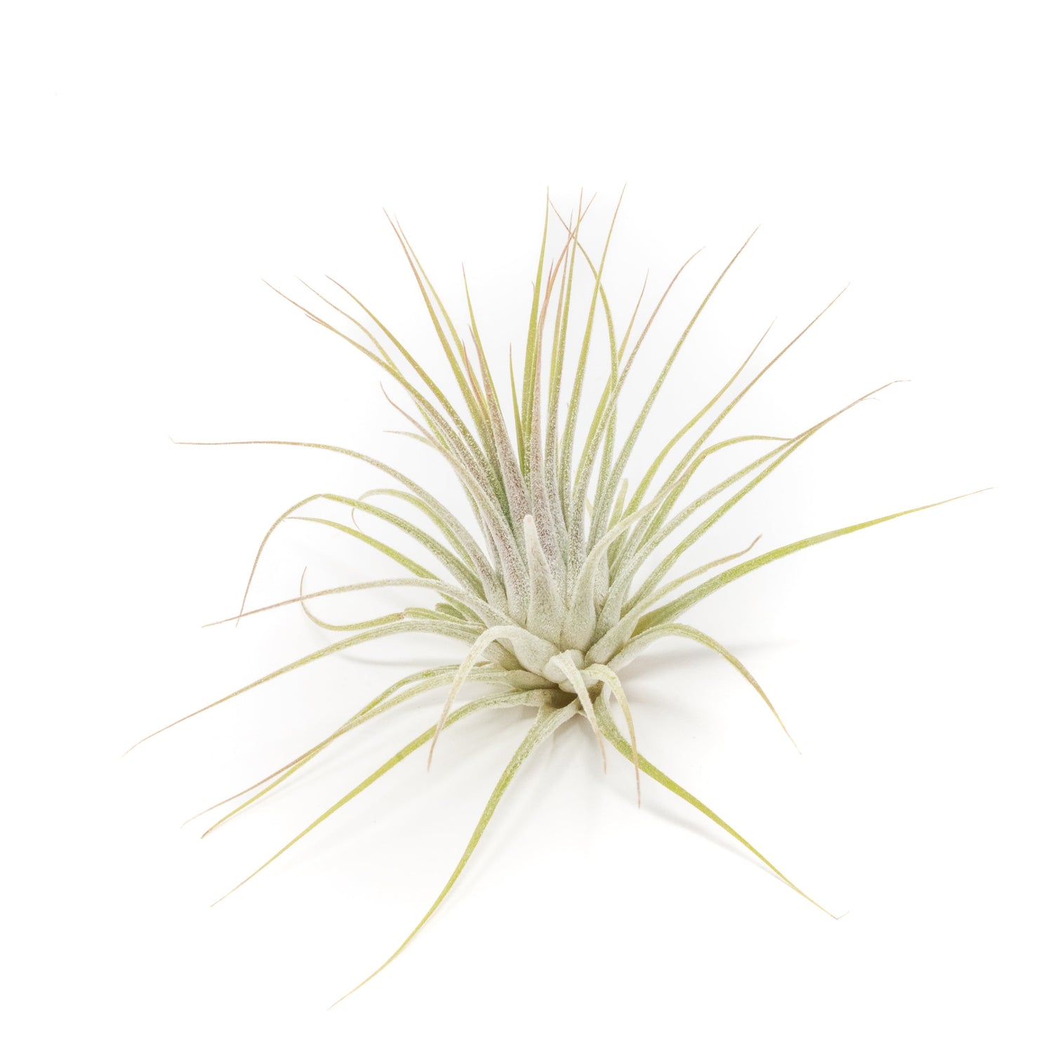 SALE - Tillandsia Ionantha Guatemala Air Plants - Set of 10, 20 or 50 Air Plants - 70% Off