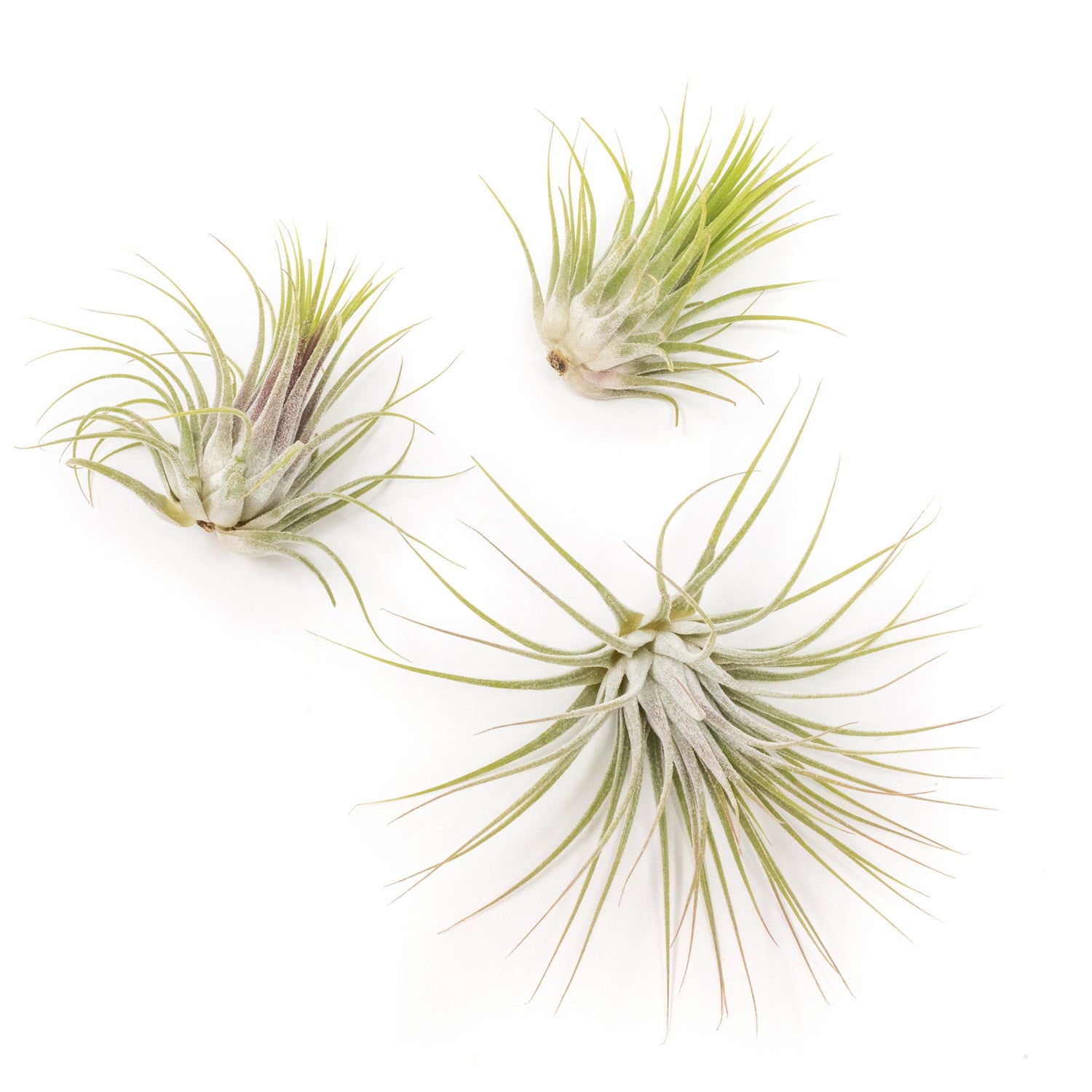 Large Tillandsia Ionantha Guatemala Air Plants