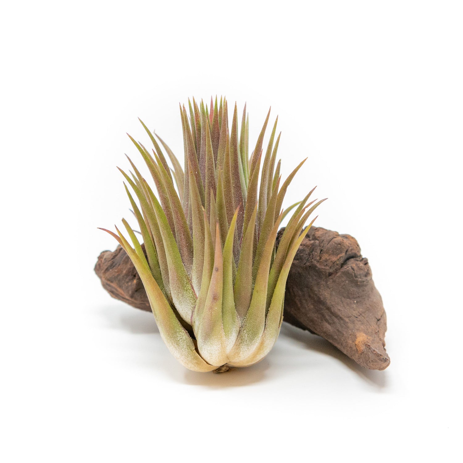 Tillandsia Ionantha Guatemala "Macho" Air Plant