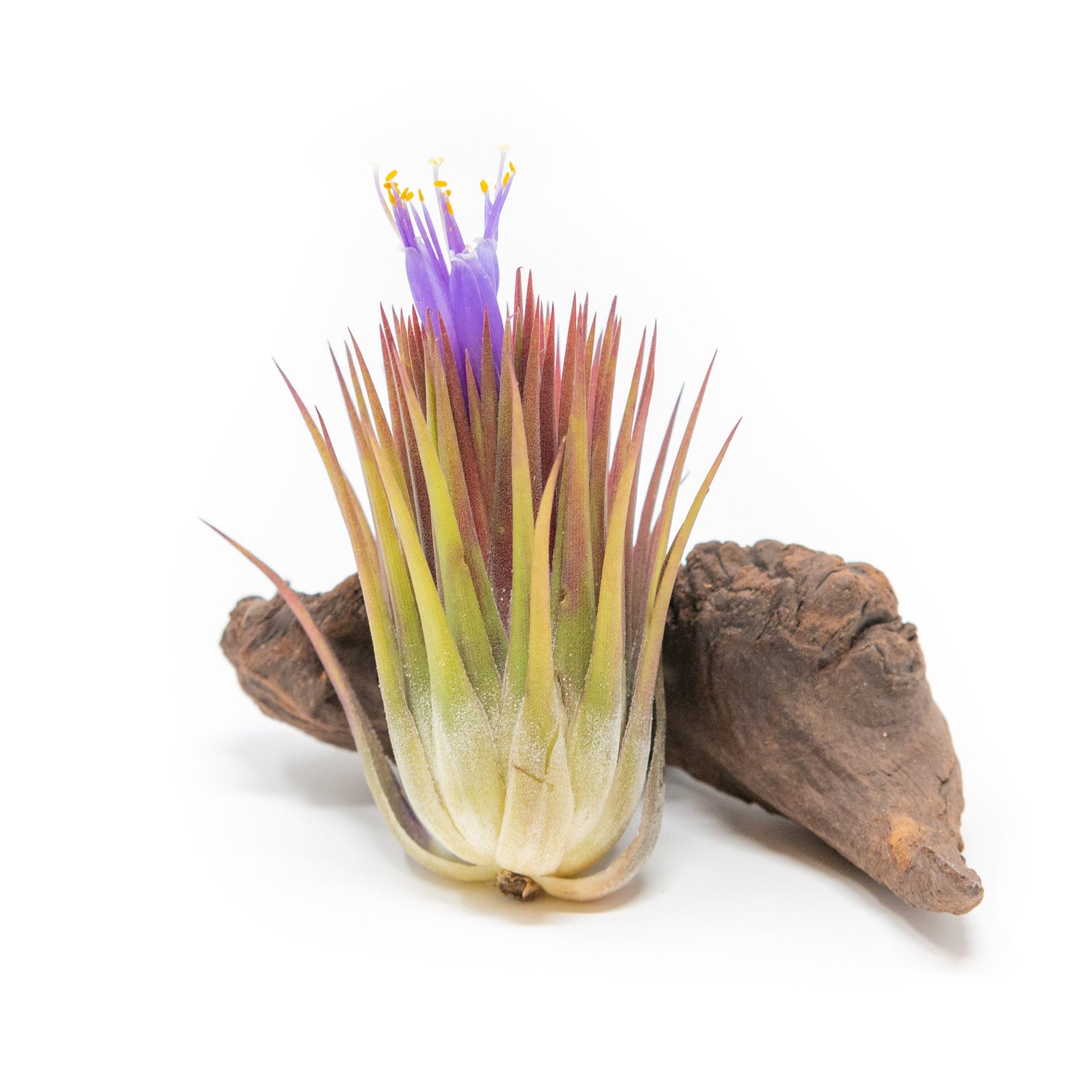 SALE - Tillandsia Ionantha Guatemala "Macho" Air Plants - Set of 5 or 10 - 30% Off