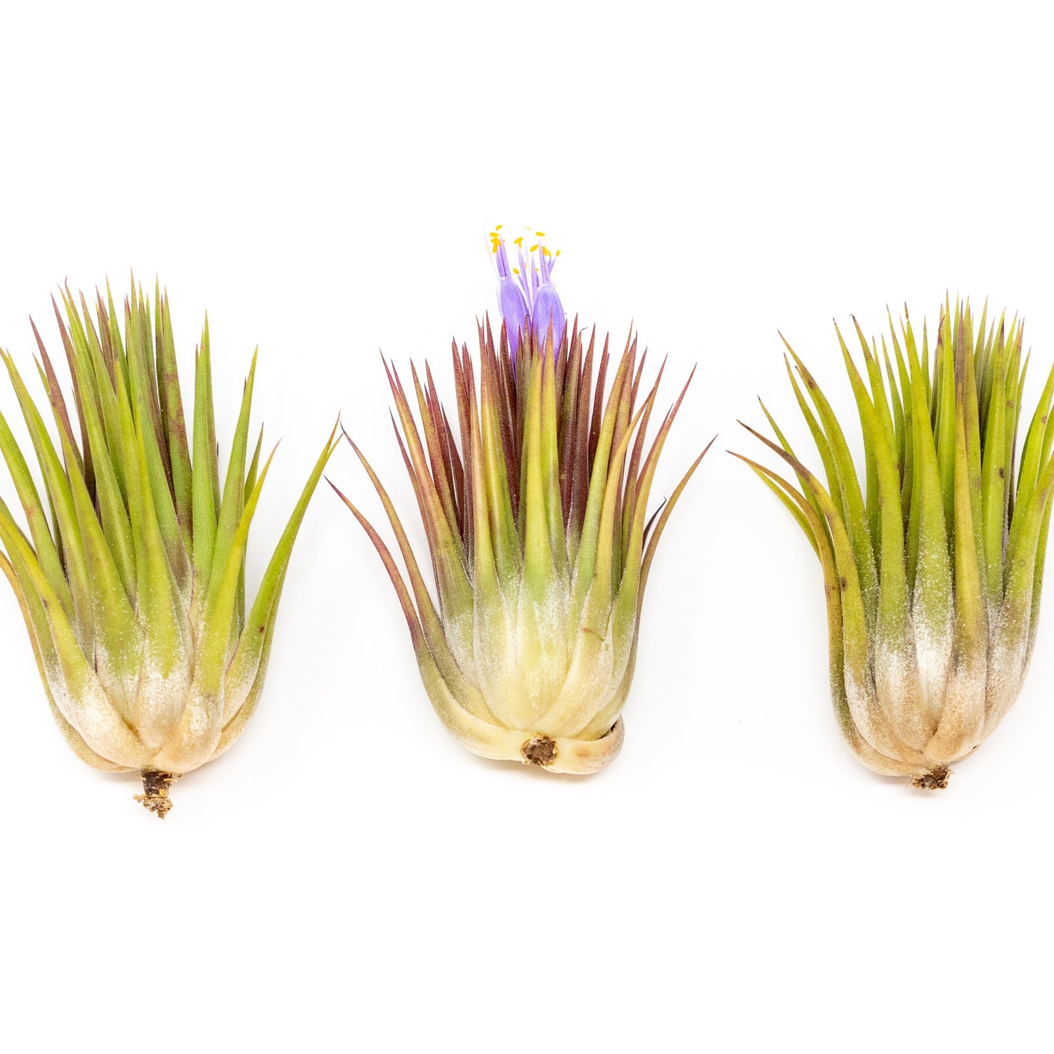 Tillandsia Ionantha Guatemala "Macho" Air Plant