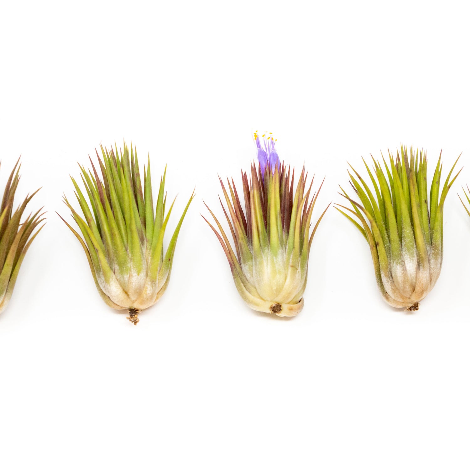SALE - Tillandsia Ionantha Guatemala "Macho" Air Plants - Set of 5 or 10 - 30% Off