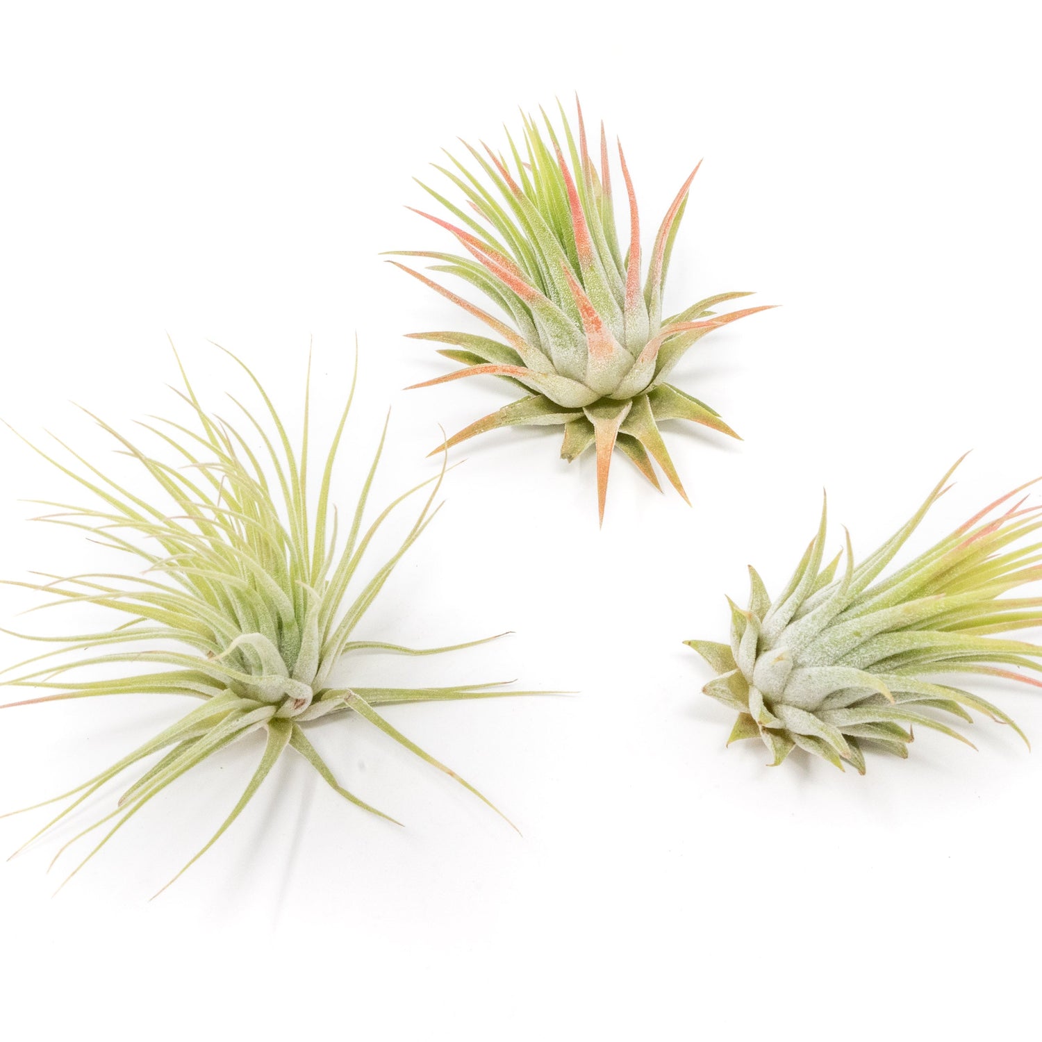 Tillandsia Ionantha Rubra Air Plants