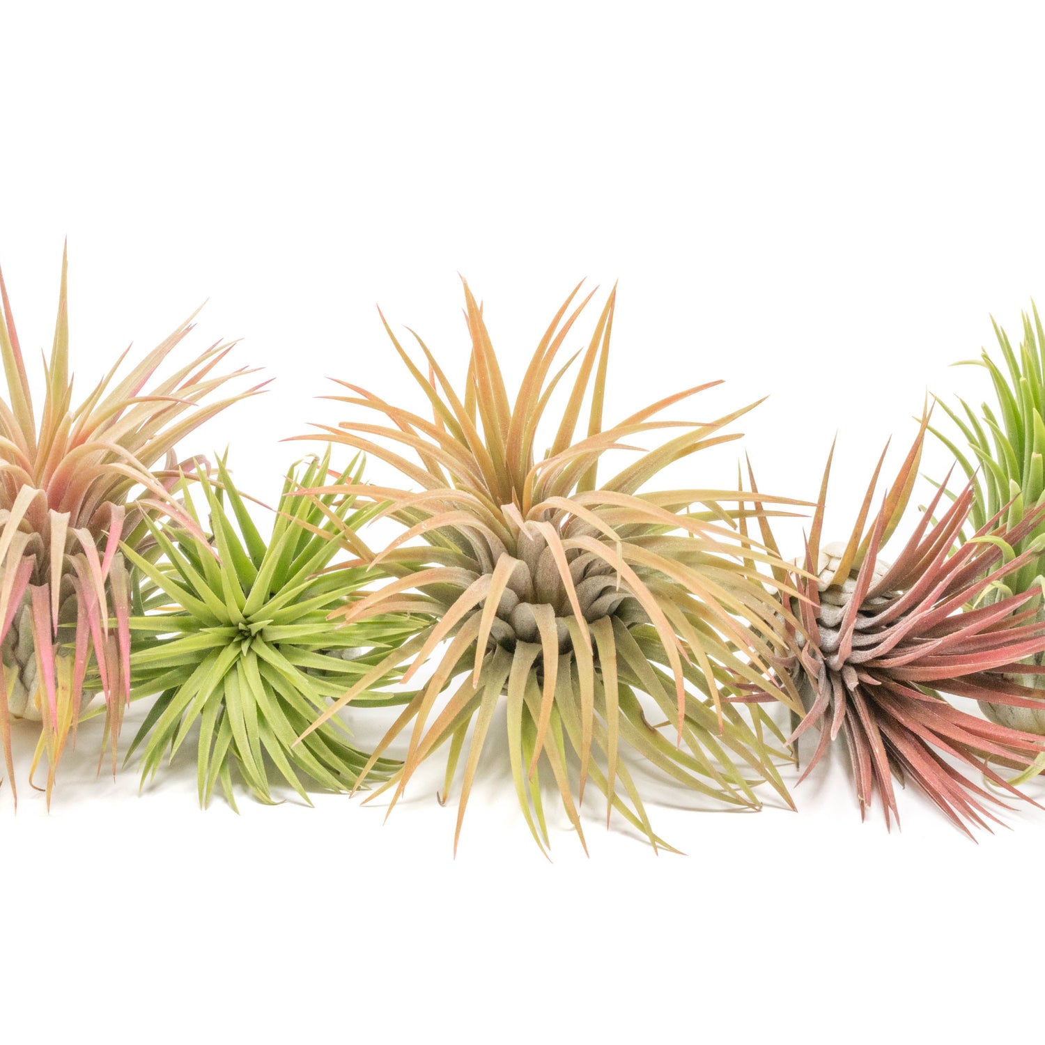SALE - XL Tillandsia Ionantha Rubra Air Plants - Set of 10 or 20 - 40% Off