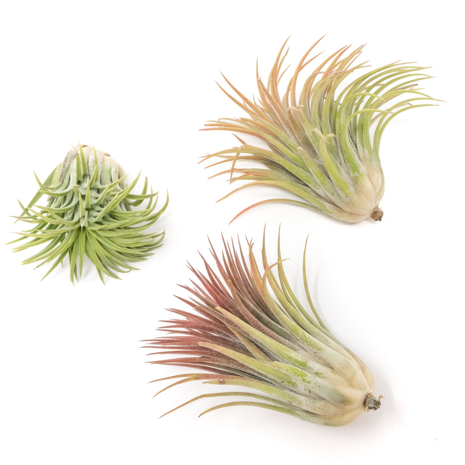 Large Tillandsia Ionantha Rubra Air Plants