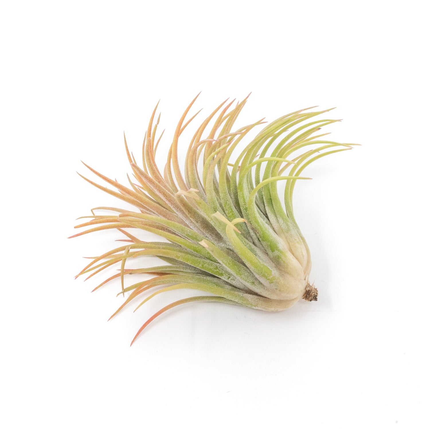 SALE - Large Tillandsia Ionantha Rubra Air Plants - Set of 10 or 20 - 40% Off