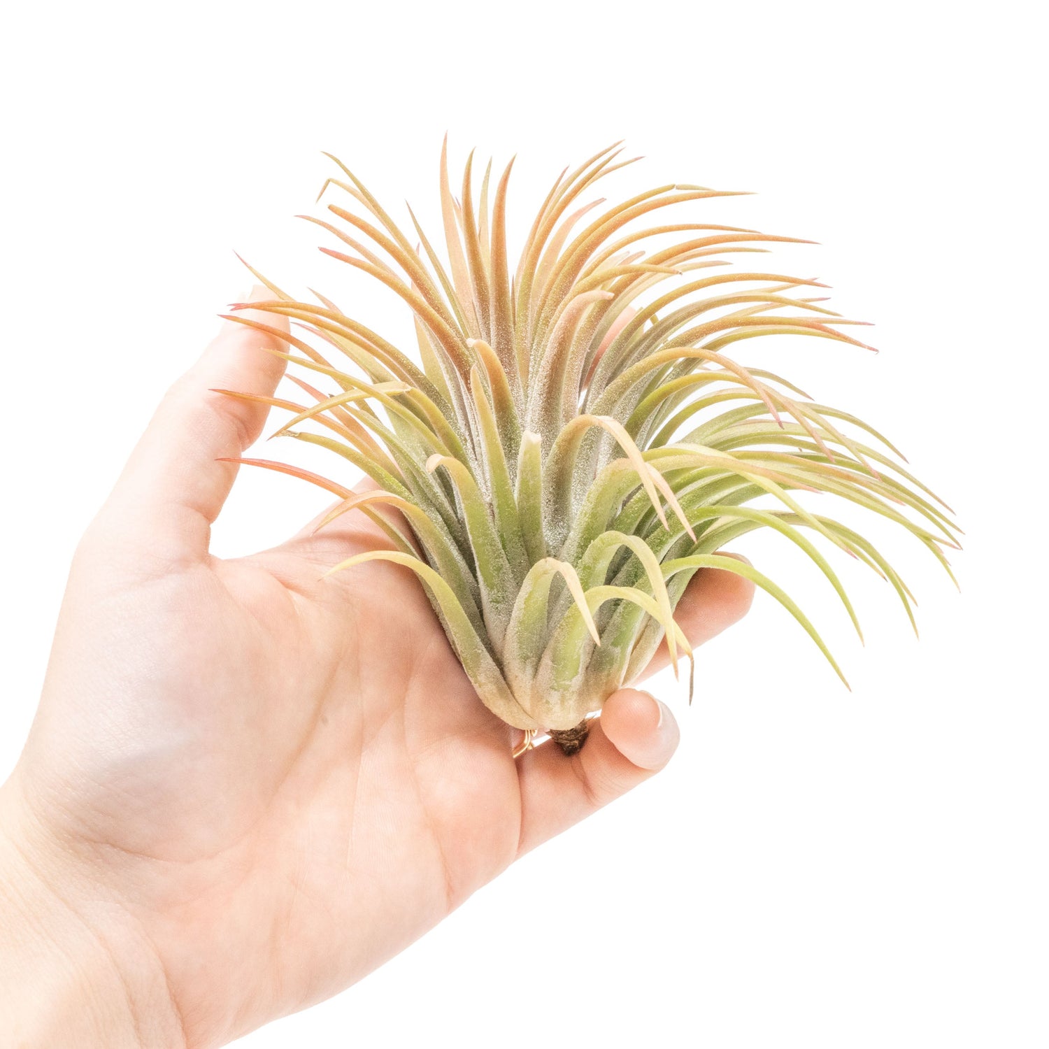 SALE - XL Tillandsia Ionantha Rubra Air Plants - Set of 10 or 20 - 40% Off