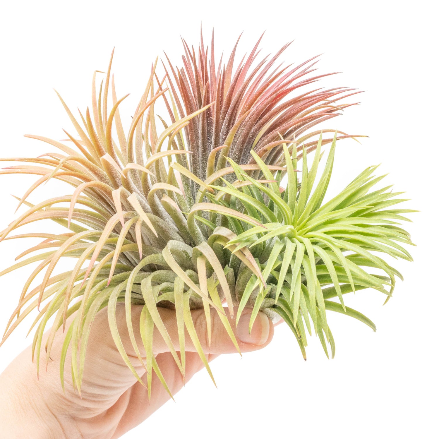 SALE - XL Tillandsia Ionantha Rubra Air Plants - Set of 10 or 20 - 40% Off
