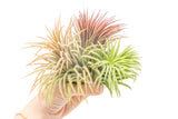 SALE - XL Tillandsia Ionantha Rubra Air Plants - Set of 10 or 20 - 40% Off