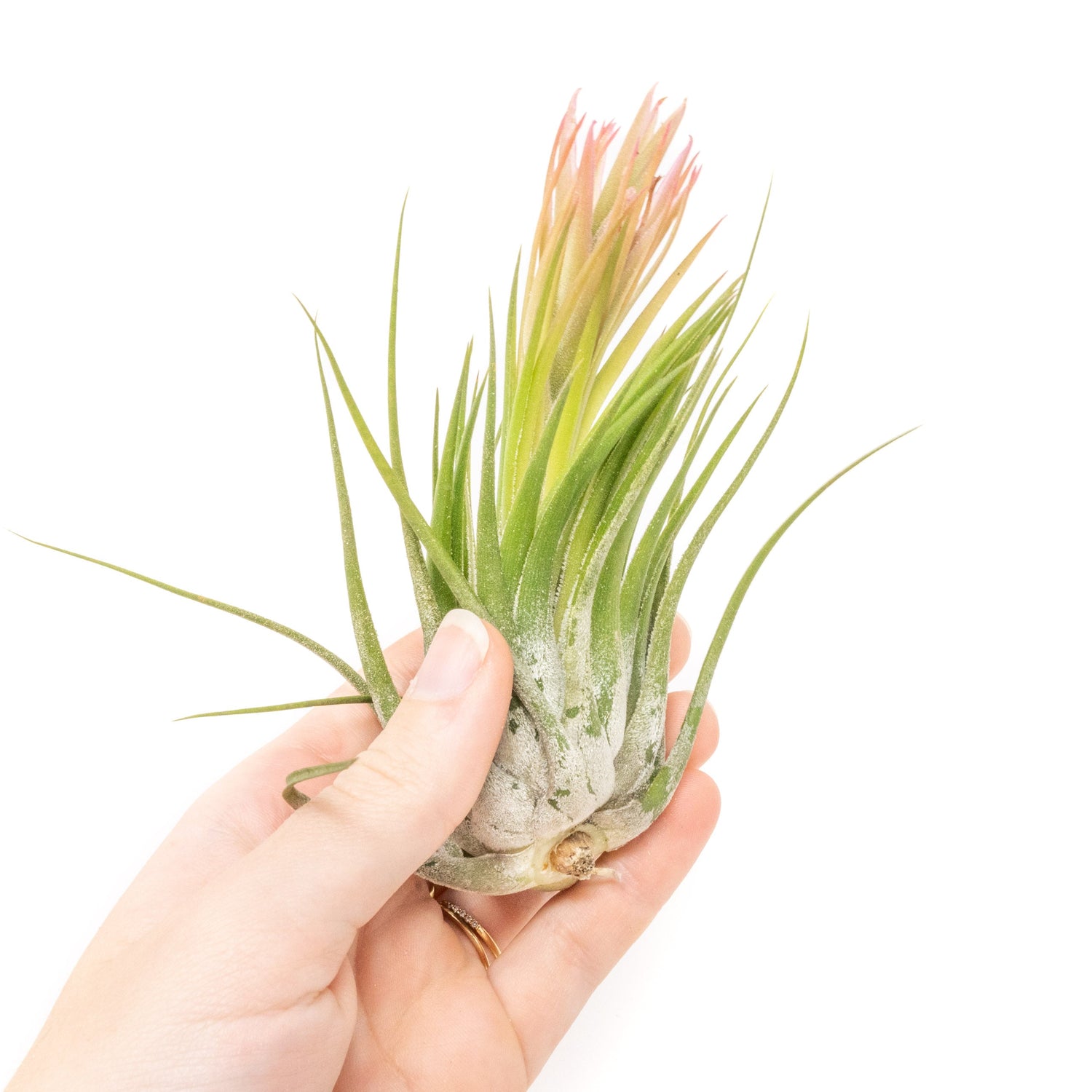 BLOOM SALE - XL Tillandsia Ionantha Scaposa - Set of 5 or 10