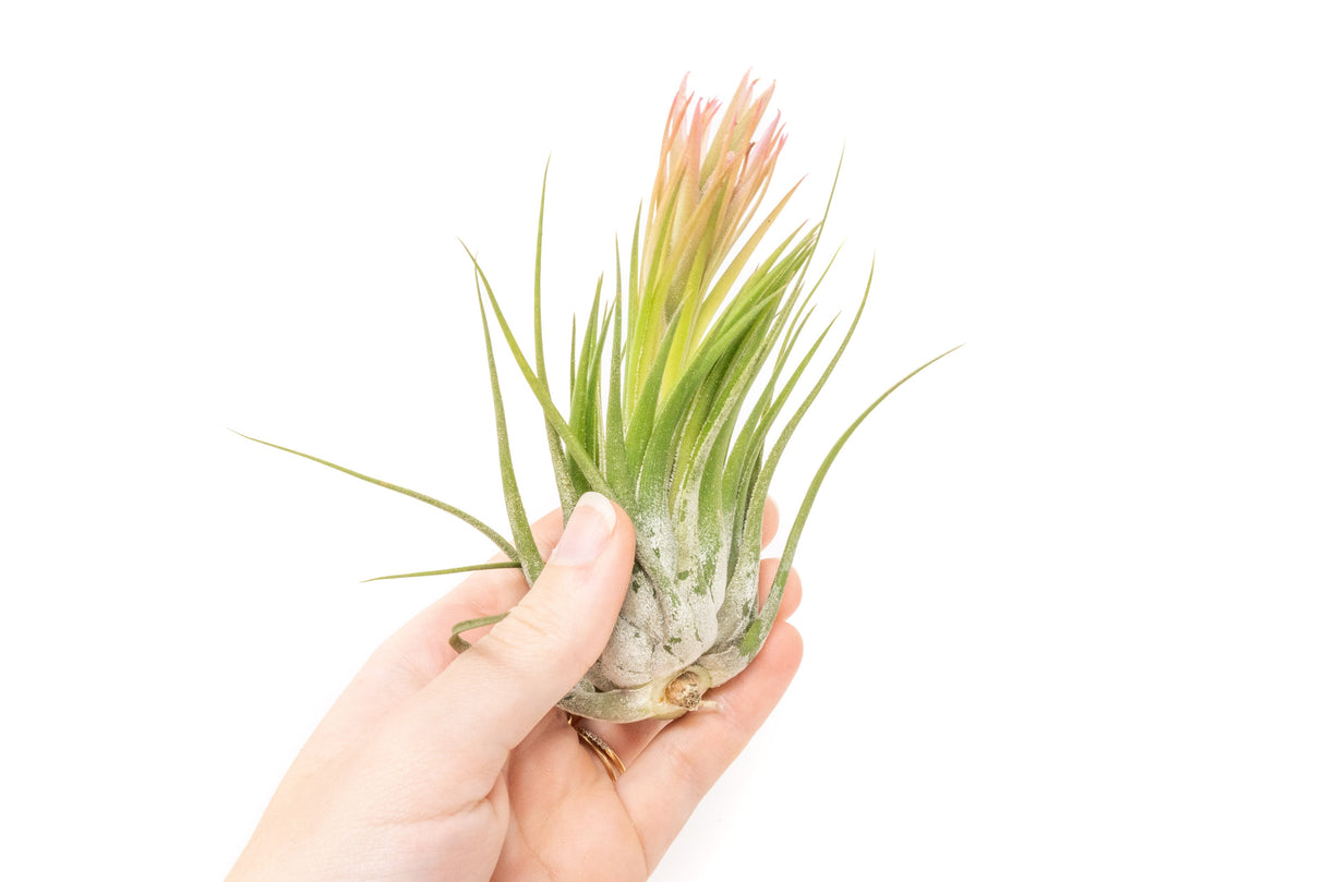 BLOOM SALE - XL Tillandsia Ionantha Scaposa - Set of 5 or 10