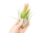 BLOOM SALE - XL Tillandsia Ionantha Scaposa - Set of 5 or 10