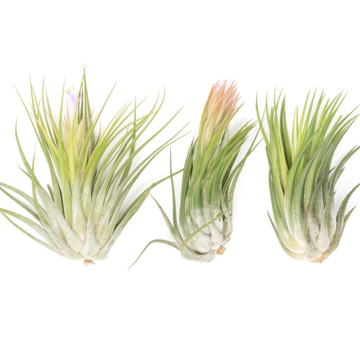 BLOOM SALE - XL Tillandsia Ionantha Scaposa - Set of 5 or 10