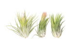 BLOOM SALE - XL Tillandsia Ionantha Scaposa - Set of 5 or 10