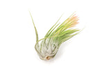 BLOOM SALE - XL Tillandsia Ionantha Scaposa - Set of 5 or 10