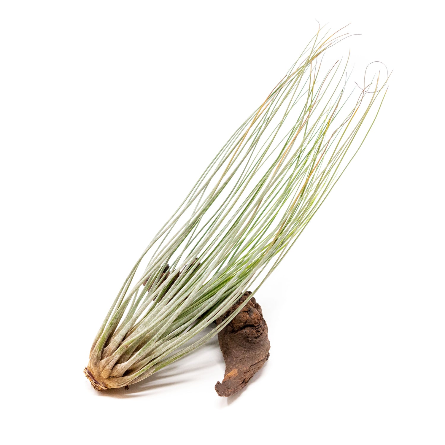 SALE - The Elegant Collection of Tillandsia Air Plants - Set of 10, 20, or 30 - 60% Off