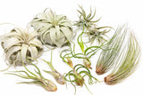 Large Tillandsia Air Plant Variety - Set of 10, 15, or 20 - 40% Off