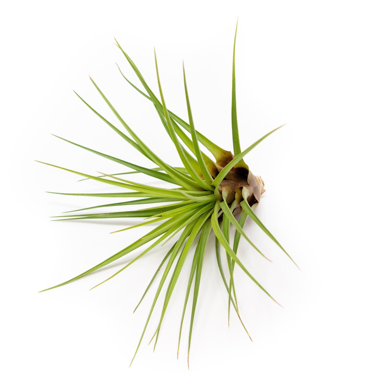 SALE - Tillandsia Melanocrater Tricolor Air Plants - Set of 10, 20 or 30 - 70% Off