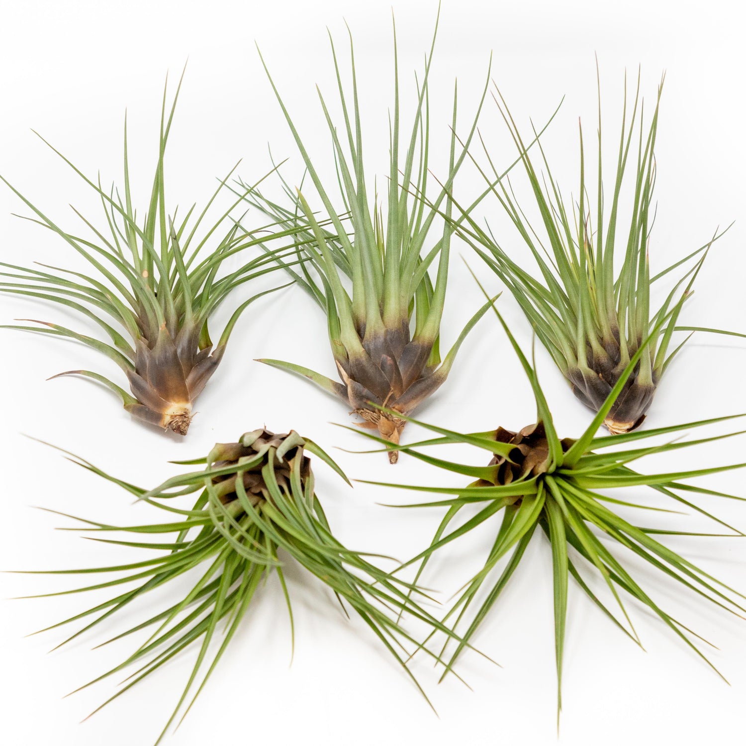 SALE - Tillandsia Melanocrater Tricolor Air Plants - Set of 10, 20 or 30 - 70% Off