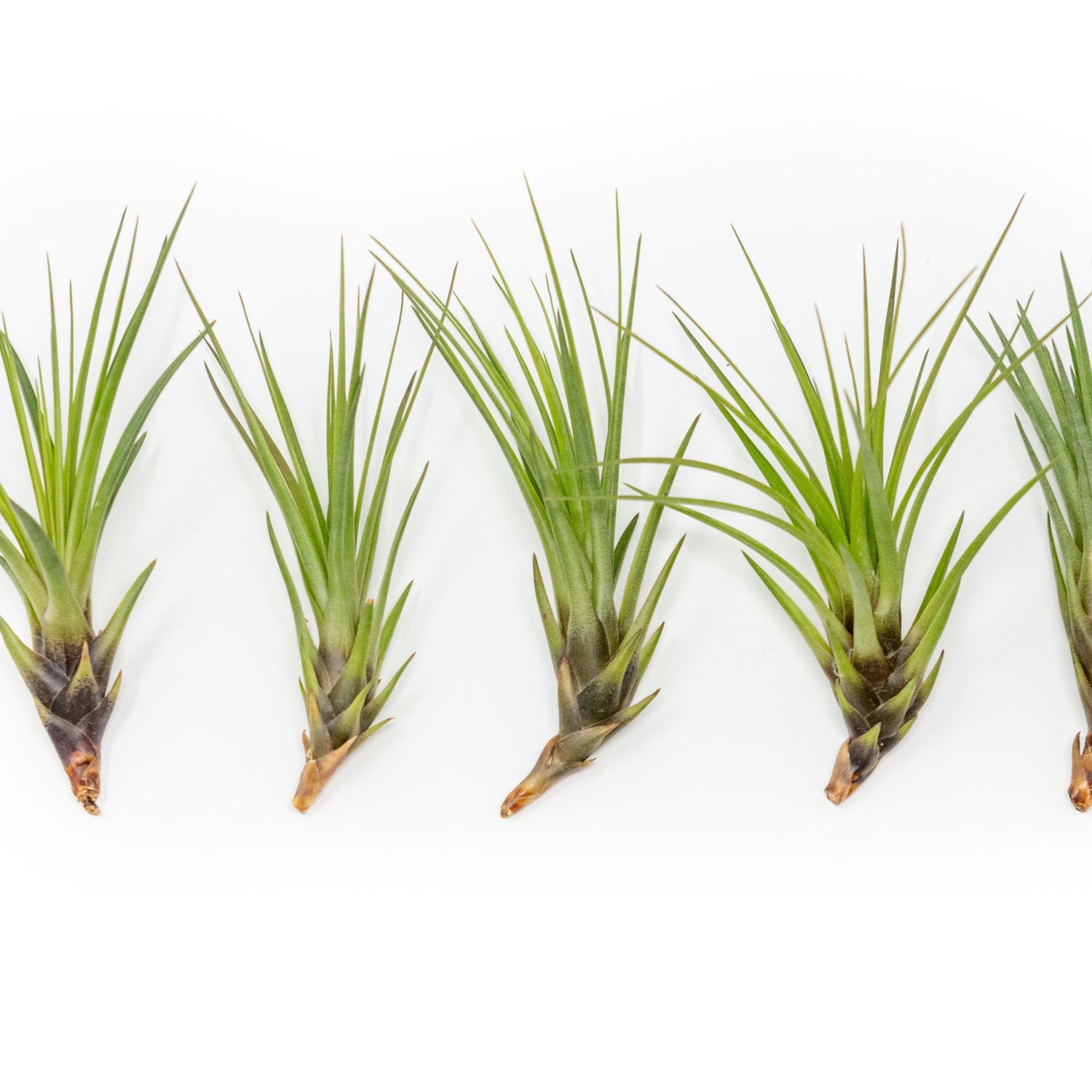 SALE - Tillandsia Melanocrater Tricolor Air Plants - Set of 10, 20 or 30 - 70% Off