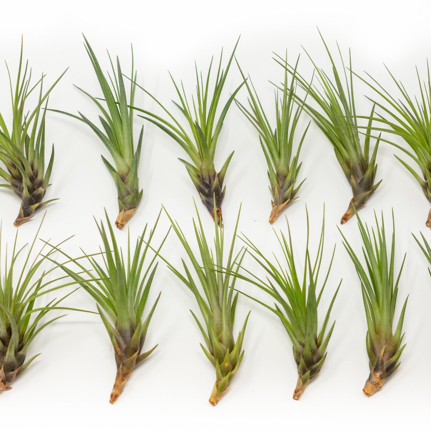 SALE - Tillandsia Melanocrater Tricolor Air Plants - Set of 10, 20 or 30 - 70% Off