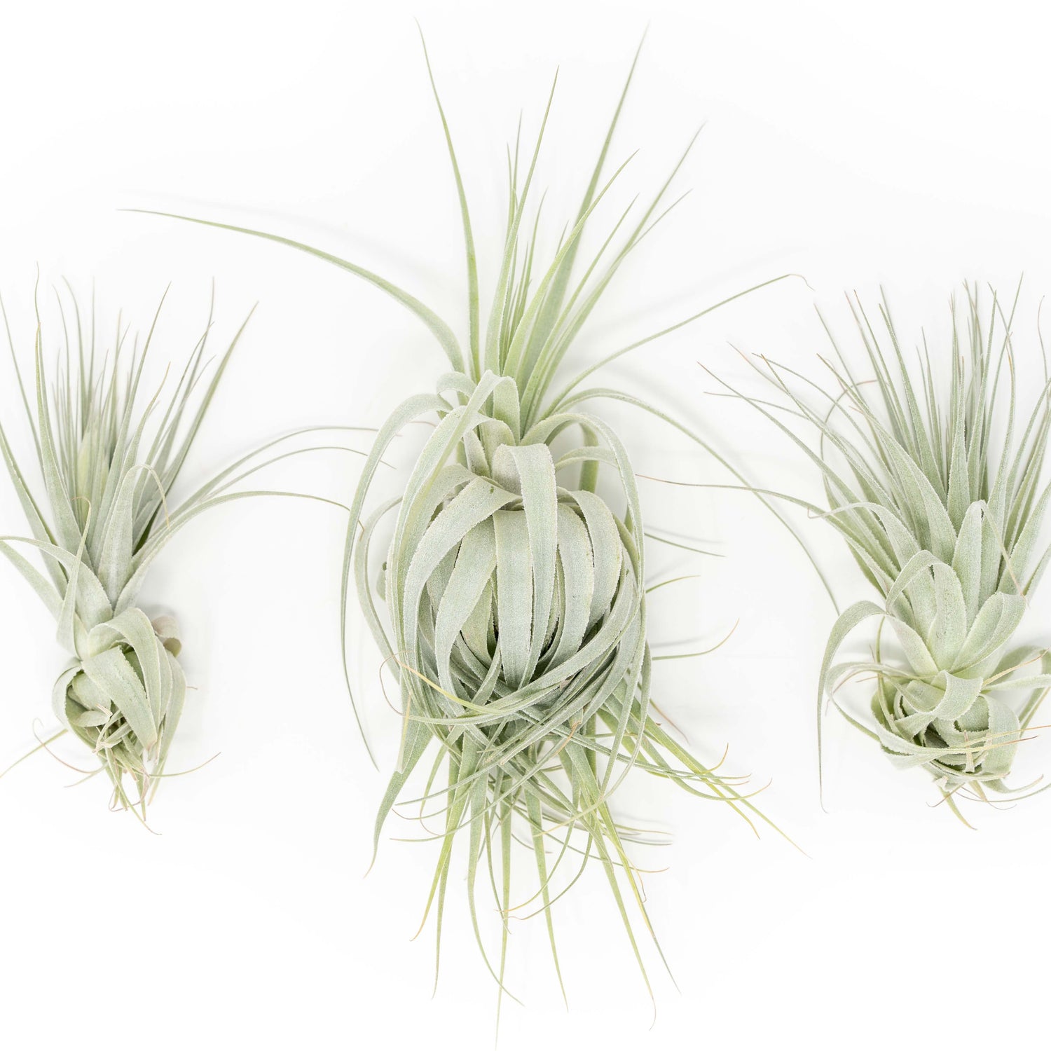 Tillandsia Gardneri - Various Ecotypes