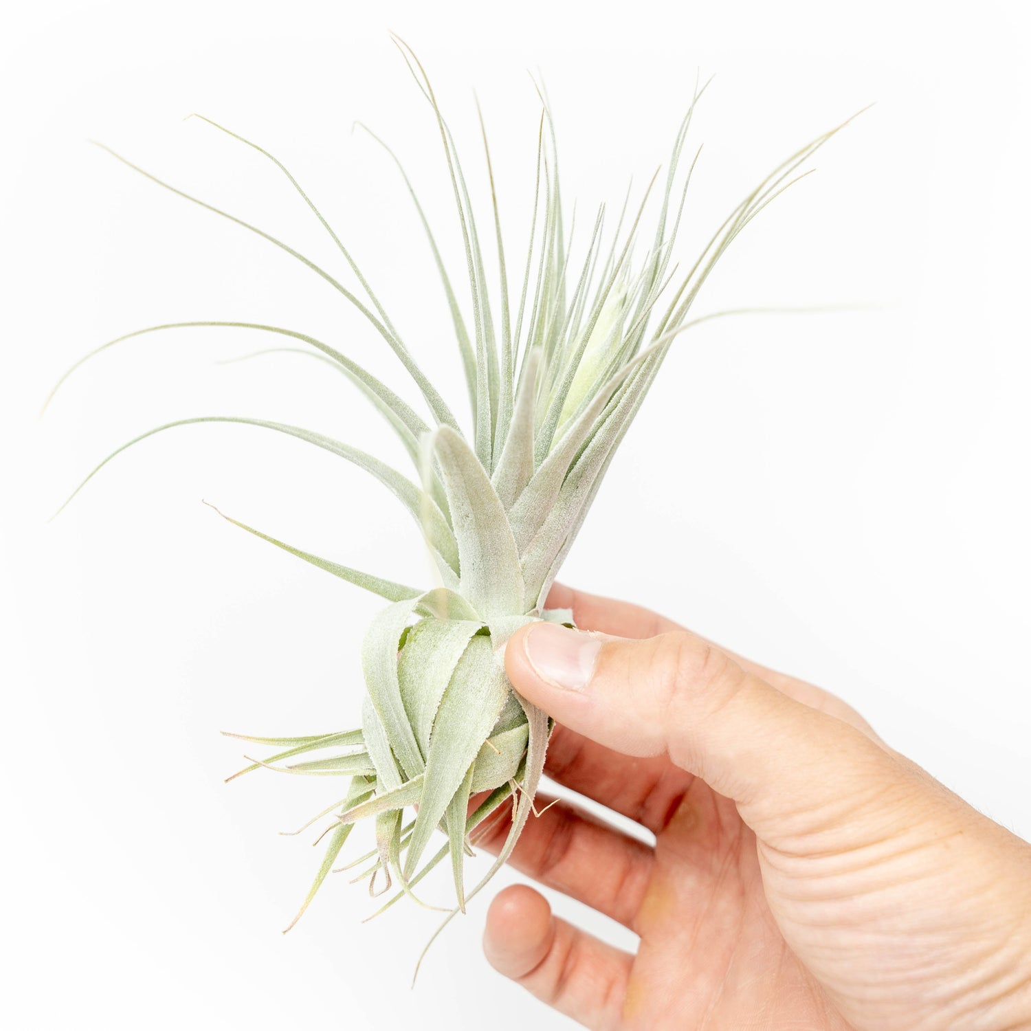 Tillandsia Gardneri - Various Ecotypes