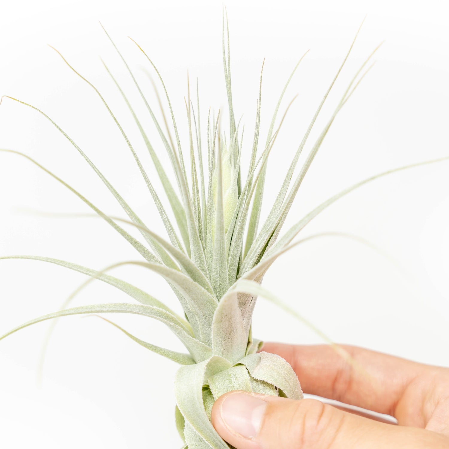 Tillandsia Gardneri - Various Ecotypes