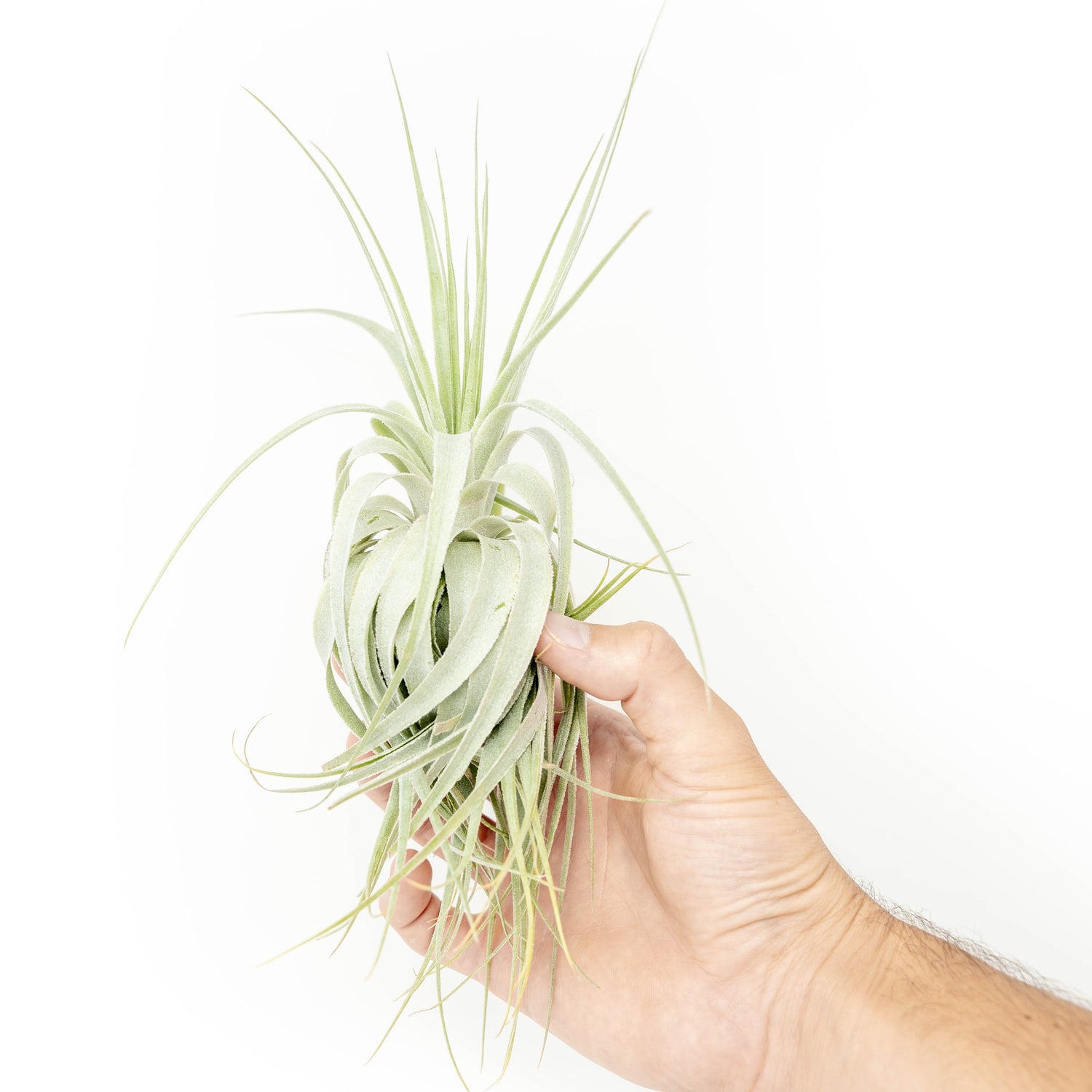 Tillandsia Gardneri - Various Ecotypes