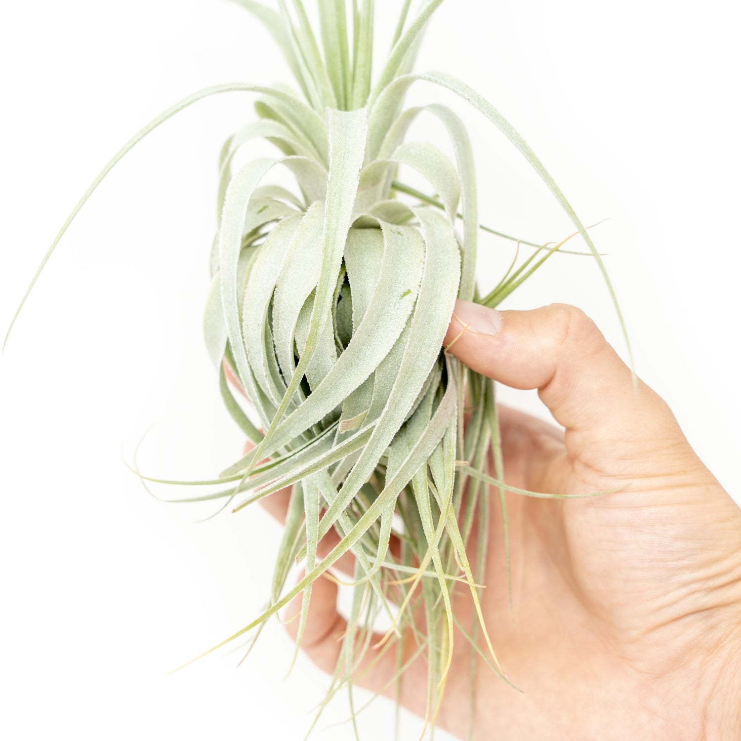 Tillandsia Gardneri - Various Ecotypes