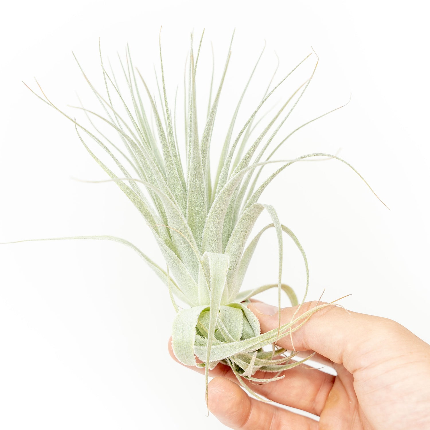 Tillandsia Gardneri - Various Ecotypes