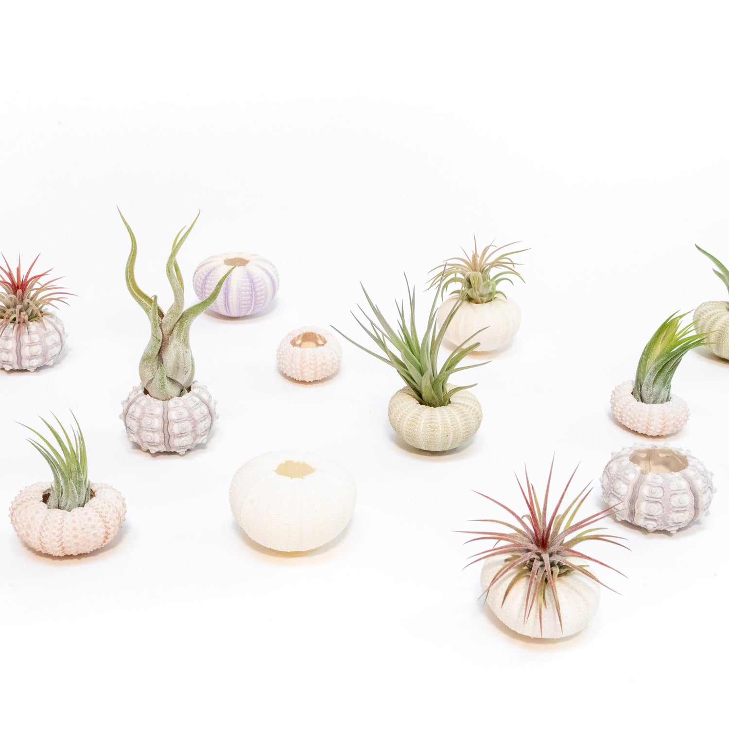 Pink Urchins with Tillandsia Air Plants